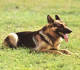 Adestramento de cães em Canoas